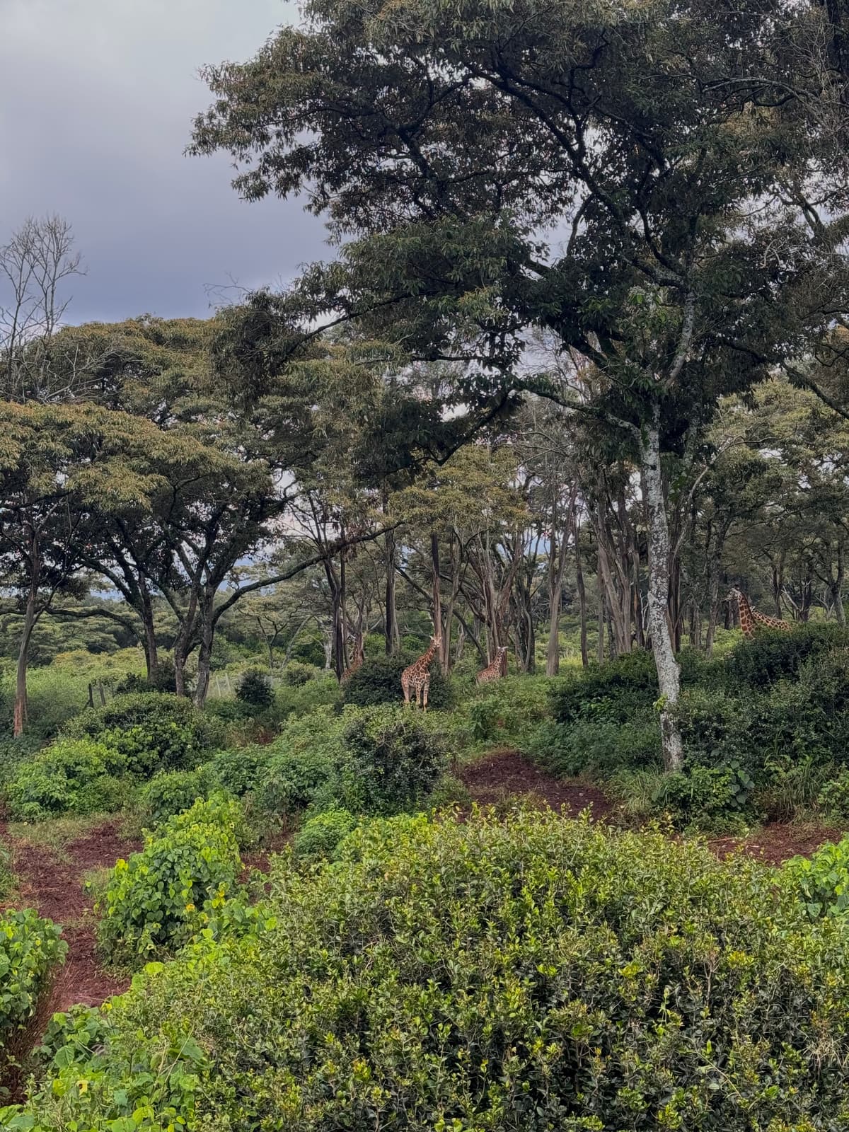 Kenya — eigen foto 3
