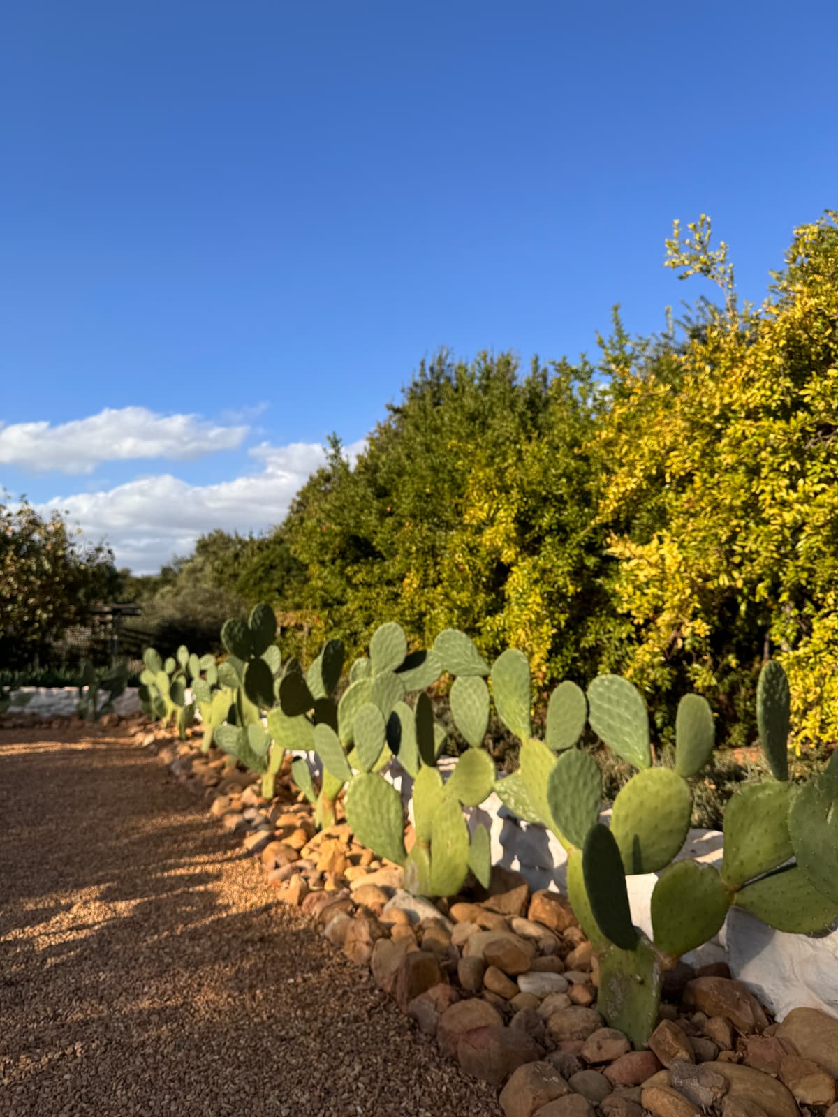 Zuid-Afrika — eigen foto 4