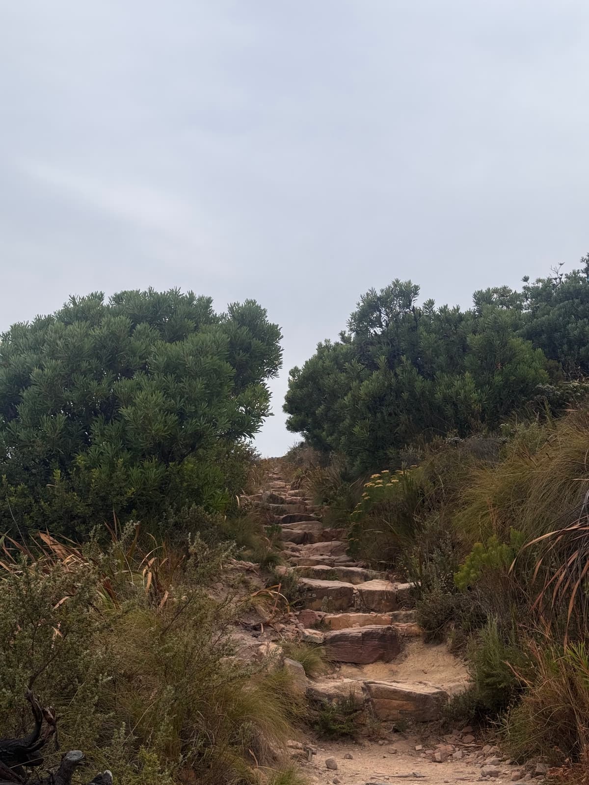 Zuid-Afrika — eigen foto 9